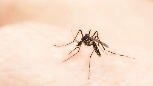 Eliminando el mosquito eliminamos el contagio